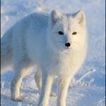 The Arctic fox