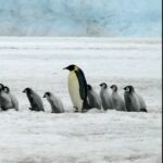 Penguins