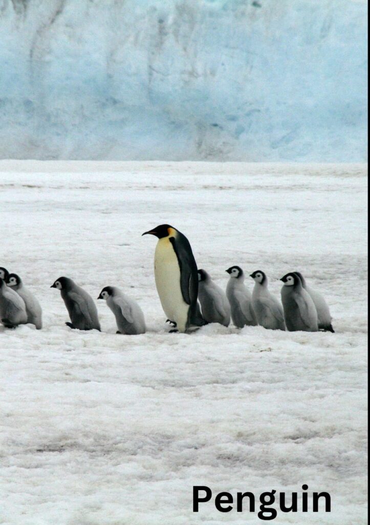 Penguins