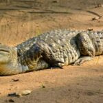 Crocodiles are large, carnivorous reptiles belonging to the family Crocodylidae. They are found mostly in tropical regions of Africa, Asia, the Americas, and Australia.